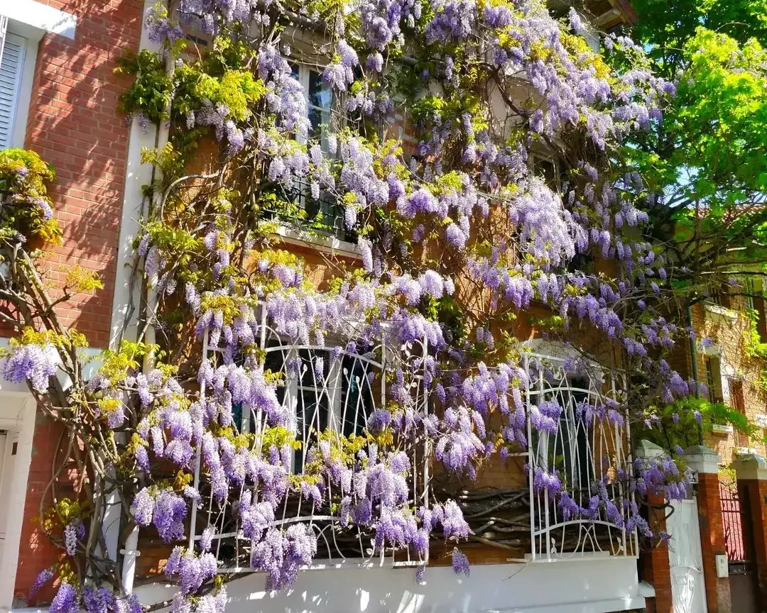 Cités Florales